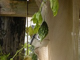 s1-DSCN3007.jpg